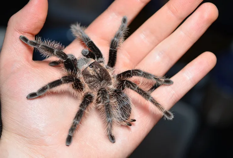 Павук Брахипельма альбопилозум, S (лат. - Brachypelma albopilosum)