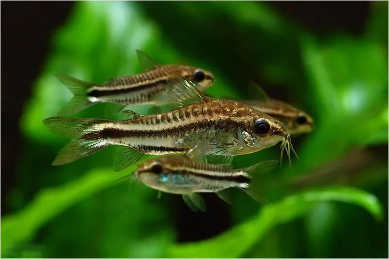 Корідорус пигмей (лат. - Corydoras septentrionalis)