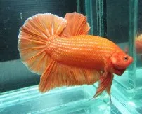 Пітушки, асс. XL.Гігант (лат. Betta splendens varr. Giant)