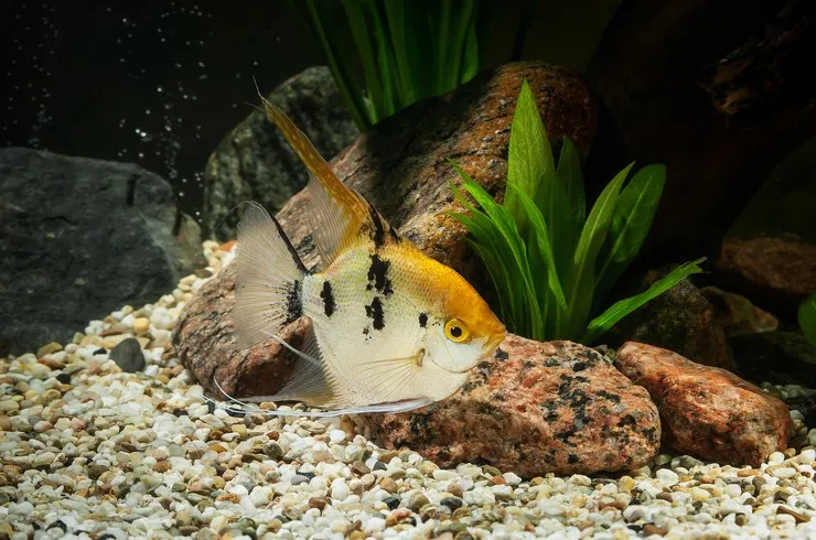 Скалярія Кої