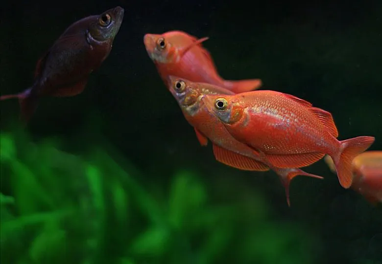 Атерина червона, (лат. - Glossolepis incisus)