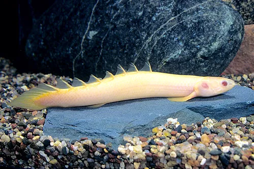 Поліптерус сенегальський Альбінос (лат. - Polypterus senegalus)