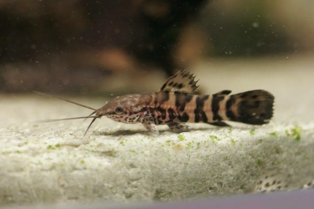 Таракатум, S (лат. - Hoplosternum thoracatum)