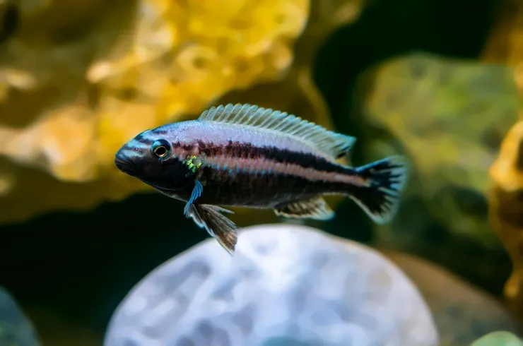 Меланохроміс ауратус, S (лат. - Melanochromis auratus)