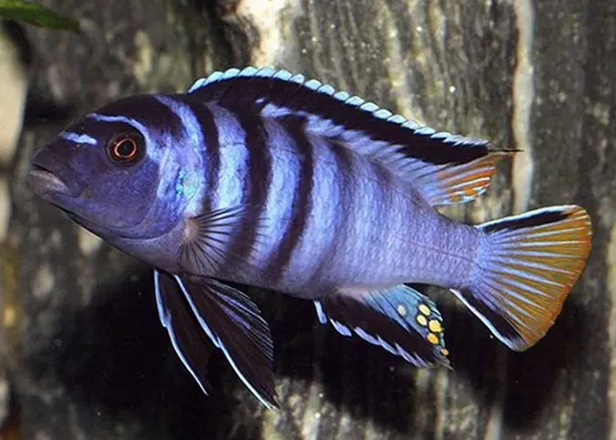 Псевдотрофеус МПанго S (лат. - Pseudotropheus elongatus Mpanga)