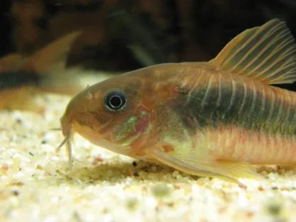 Корідорус Золотий (лат. - Corydoras aeneus)