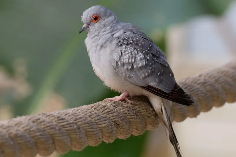 Голуб карликовий ( лат. - Ptilinopus nainus)