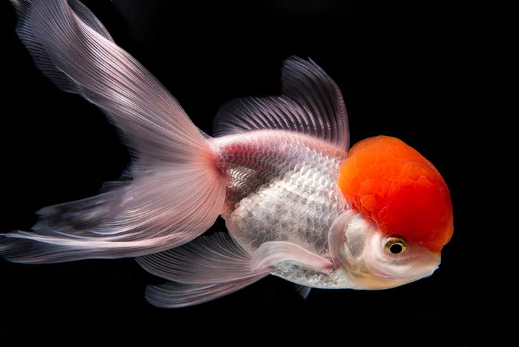 Золота рибка, Червона Шапка, L. (лат. - Carassius auratus)