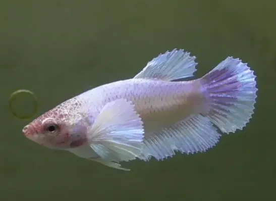 Пітушки, асс, самки. L. (лат. Betta)