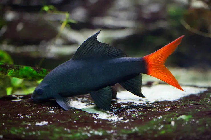 Лабео біколор, S (лат. Epalzeorhynchos bicolor)