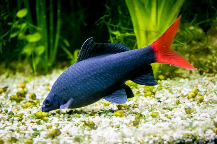 Лабео біколор, S (лат. Epalzeorhynchos bicolor)