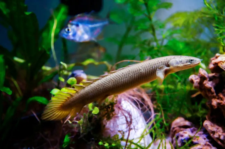 Поліптерус сенегальський (лат. - Polypterus senegalus)
