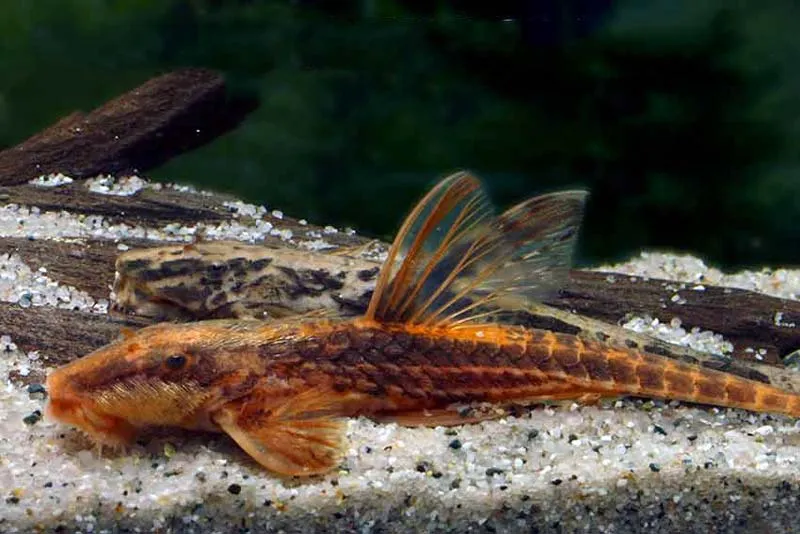 Лорикарія червона (лат. - Rineloricaria lanceolata)