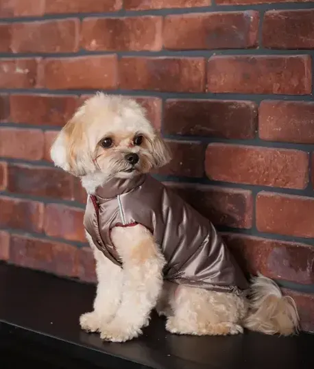 Жилет Pet Fashion Hardy M Бежевий