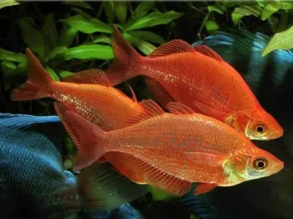 Атерина червона, (лат. - Glossolepis incisus)
