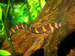 Акантофтальмус Кюля (Acanthophthalmus Kuhlii)