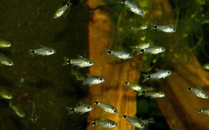 Корідорус Хастатус (лат. - Corydoras hastatus)