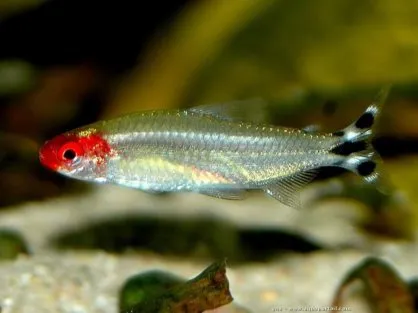 Родостомус, (лат. - Hemigrammus rhodostomus)