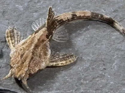 Буноцефал Кнера (Bunocephalus kneri)