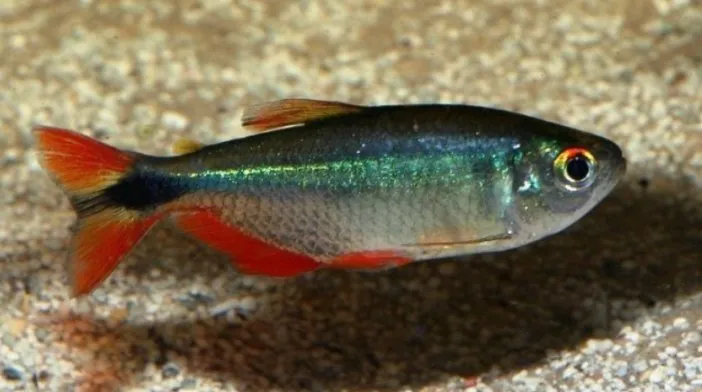 Тетрагоноптерус (лат. - Hemigrammus caudovittatus)