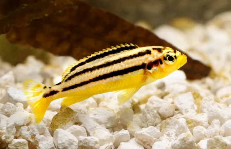 Меланохроміс ауратус, L (лат. - Melanochromis auratus)