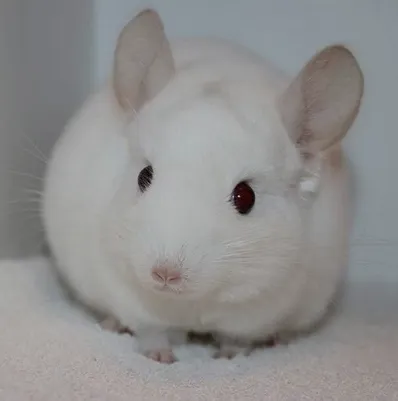 Шиншила (кольорова VIP), - (лат. - Chinchilla)