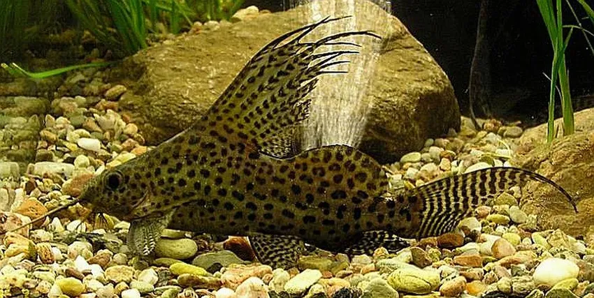 Сінудонтіс еуптерус, S. (лат. - Synodontis eupterus)