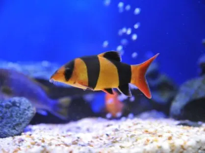 Боція Клоун, S (лат. - Chromobotia macracanthus)