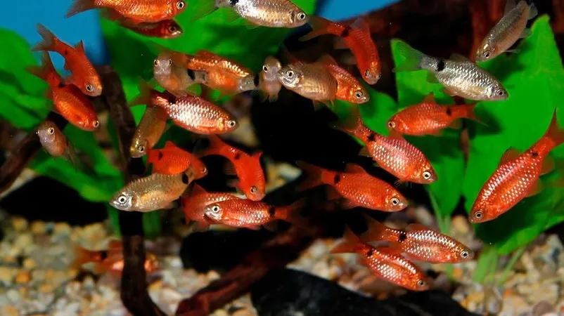 Барбус вогненний, S (лат - Puntius conchonius)