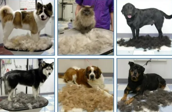 FURminator М 66*5мм з кнопкою для кот коротк.шерсть колір в асорт.