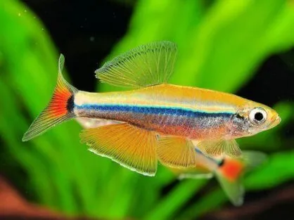 Кардинал (лат. - Tanichthys albonubes)