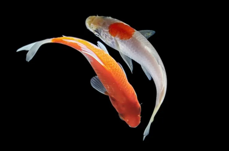 Карп Кої, асс. XXL. (лат. - Carassius auratus)