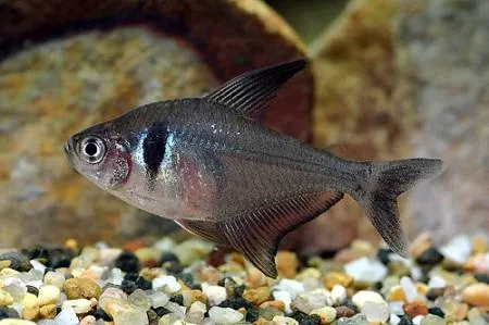 Орнатус чорний, (лат. - Megalamphodus megalopterus)