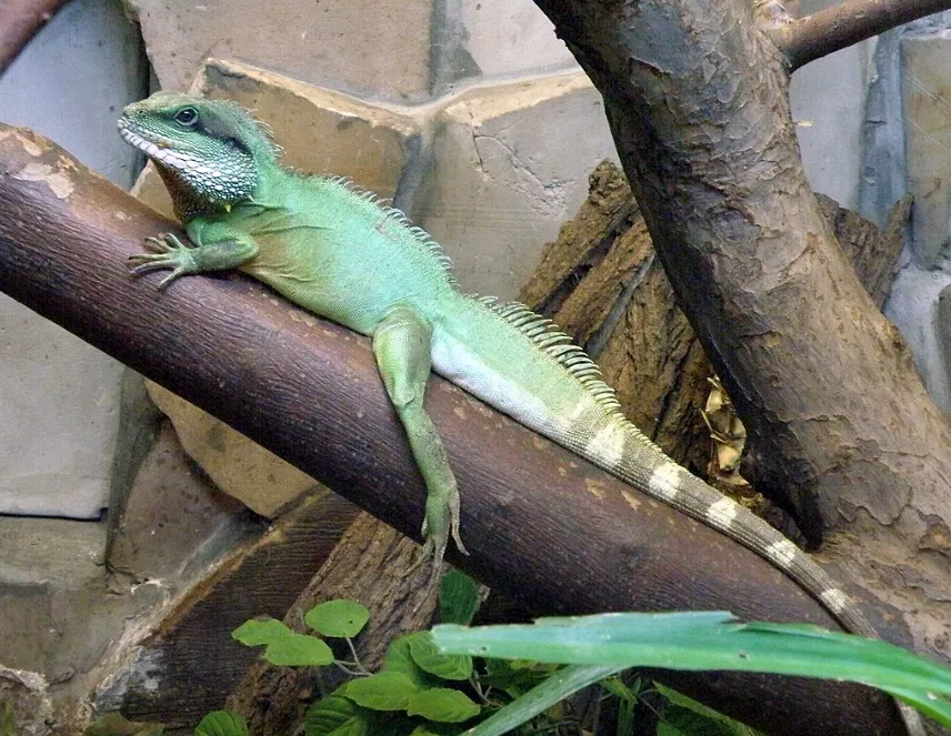 Водяна агама (лат. - Physignathus cocincinus)