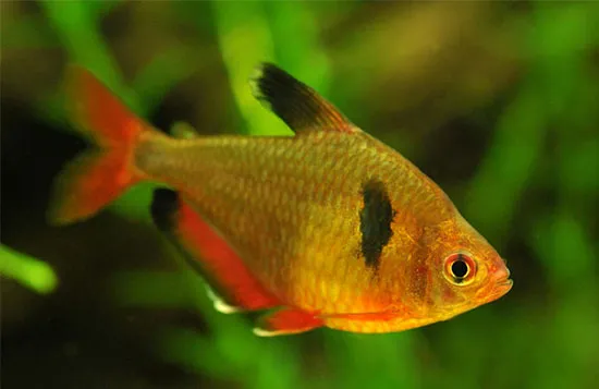 Мінор, (лат. - Hyphessobrycon callistus)