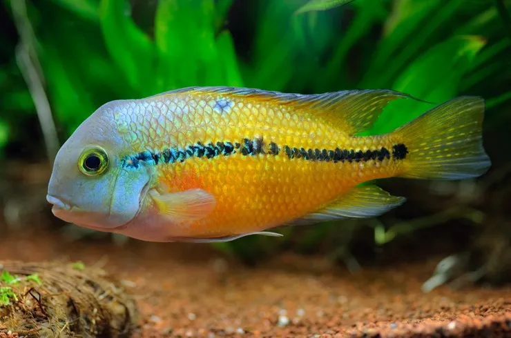 Цихлозома Нікарагуанська, M ( лат . - Hypsophrys nicaraguensis)