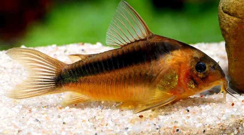 Корідорус рабауті (лат. - Corydoras septentrionalis)