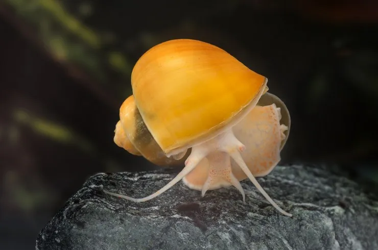 Ампулярія (лат. - Pomacea bridgesii)