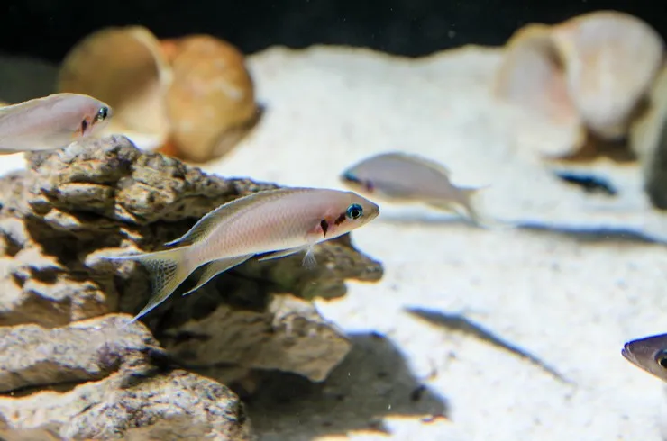 Принцесса Бурунді (Neolamprologus brichardi)