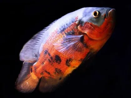 Астронотус (Україна), M / Astronotus