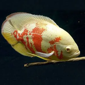Астронотус Тигр, Оскар, Альбіно (Імпорт) / Astronotus
