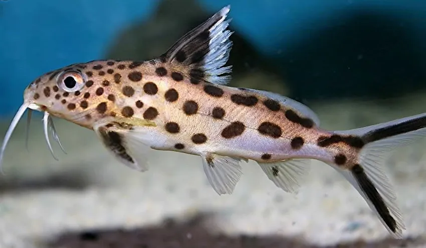 Сінудонтіс кукушка, M. (лат. - Synodontis Multipunctatus)