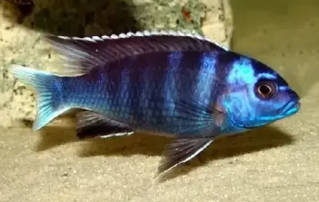 Псевдотрофеус Акі білохвостий, S (лат. - Pseudotropheus acei)