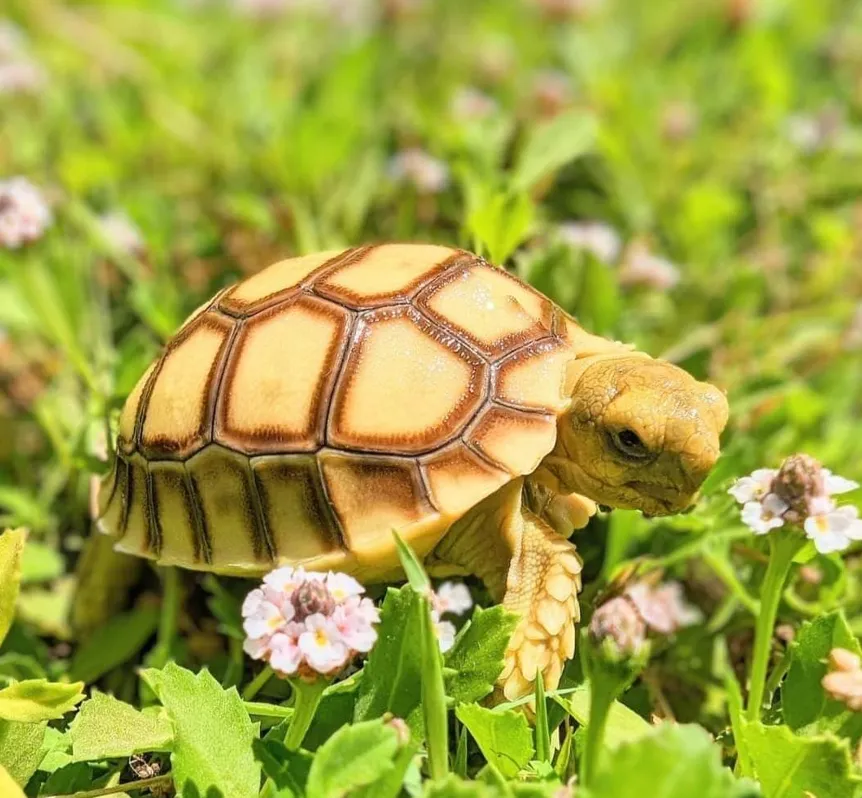 Черепаха Шпороносна черепаха (лат. - Centrochelys sulcata)