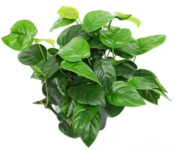 Анубіас бартера нана Голд, M (лат. - Anubias barteri var. nana “gold”)
