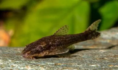 Отоцинклюс негрос (лат. - Otocinclus sp.Negros)