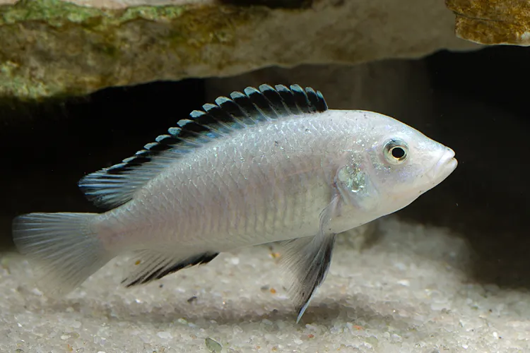 Лабідохроміс Єллоу Альбінос (Labidochromis caeruleus albino)