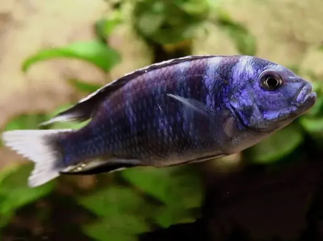 Псевдотрофеус Акі білохвостий, L (лат. - Pseudotropheus acei)