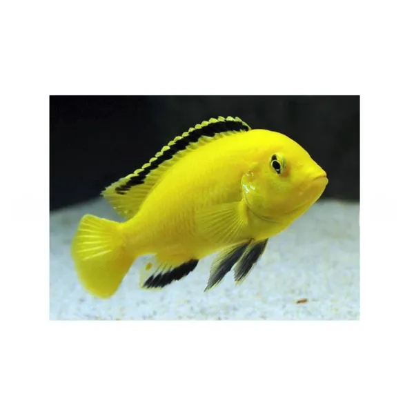 Лабідохроміс Еллоу, M (лат. - Labidochromis caeruleus var. “Yellow”)