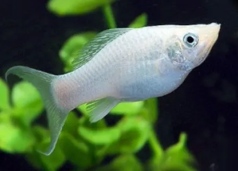 Молінезія біла (Poecilia sphenops Valenciennes)
